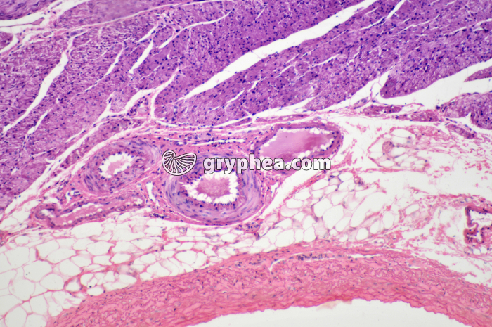 Veinule et artériole estomac Lapin x40 - gryphea.org